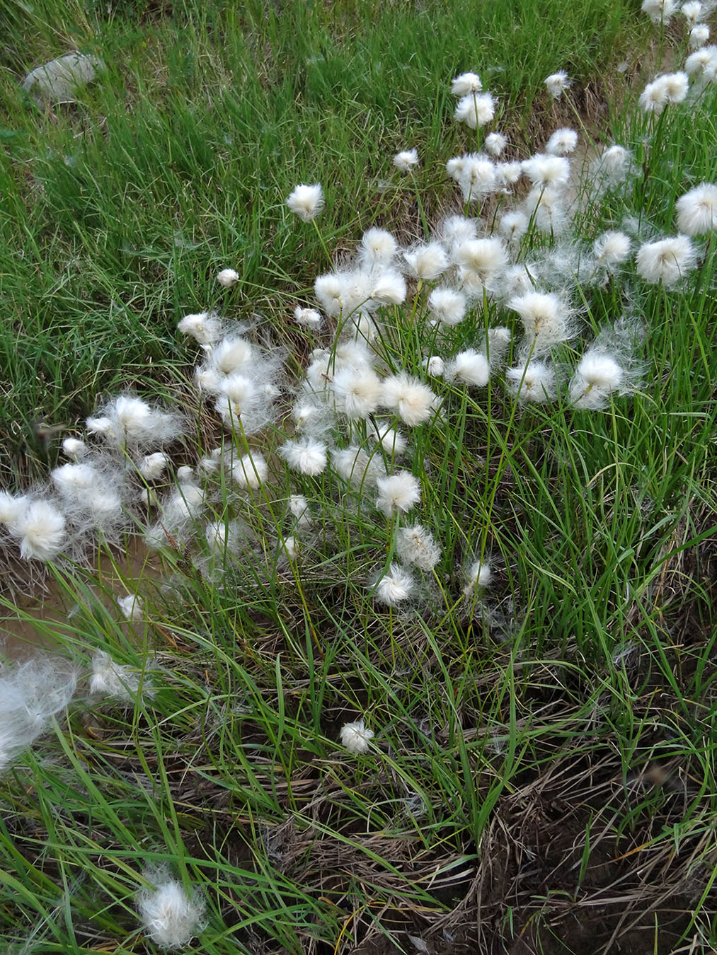 Image of genus Eriophorum specimen.