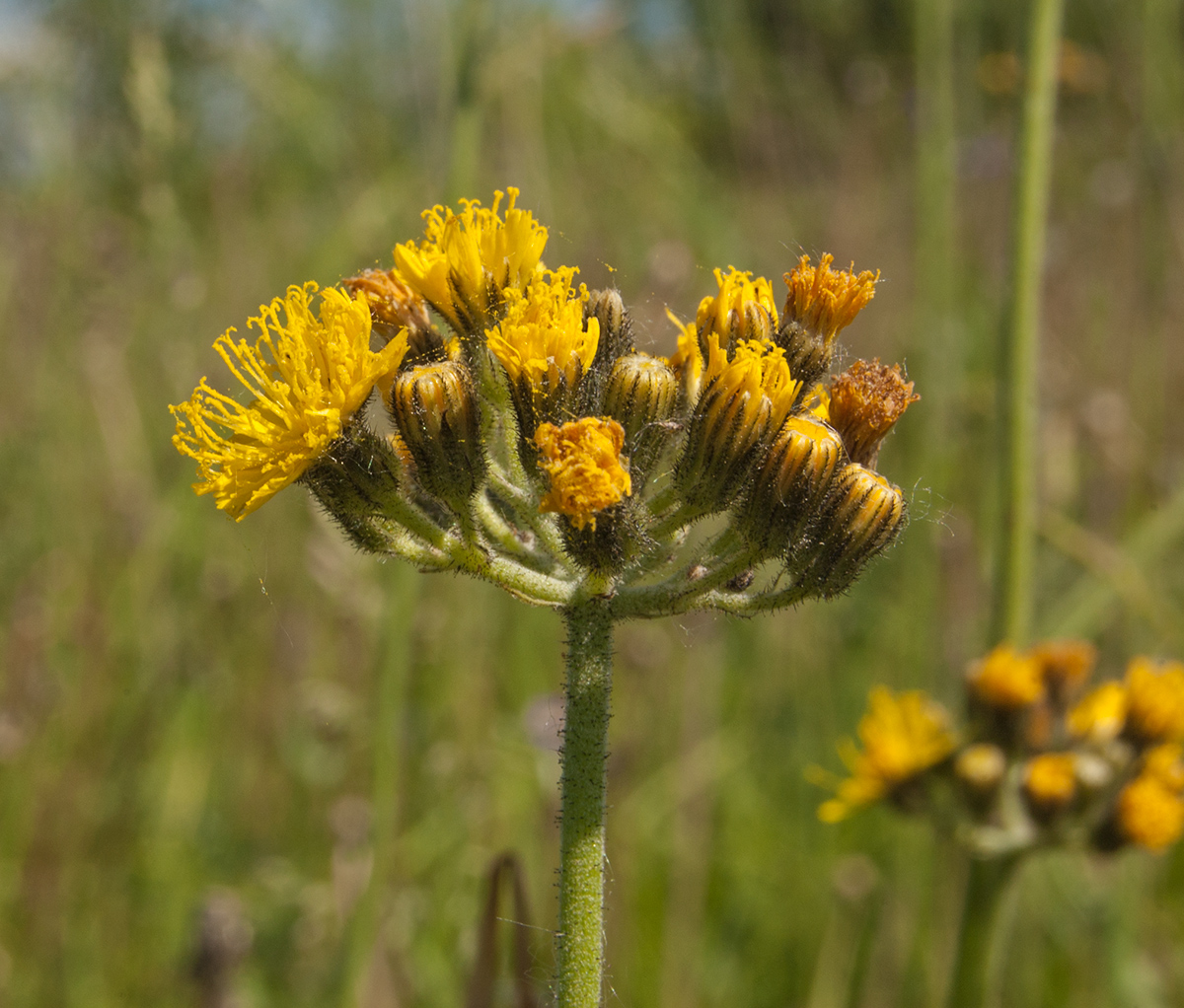 Изображение особи Pilosella cymosa.