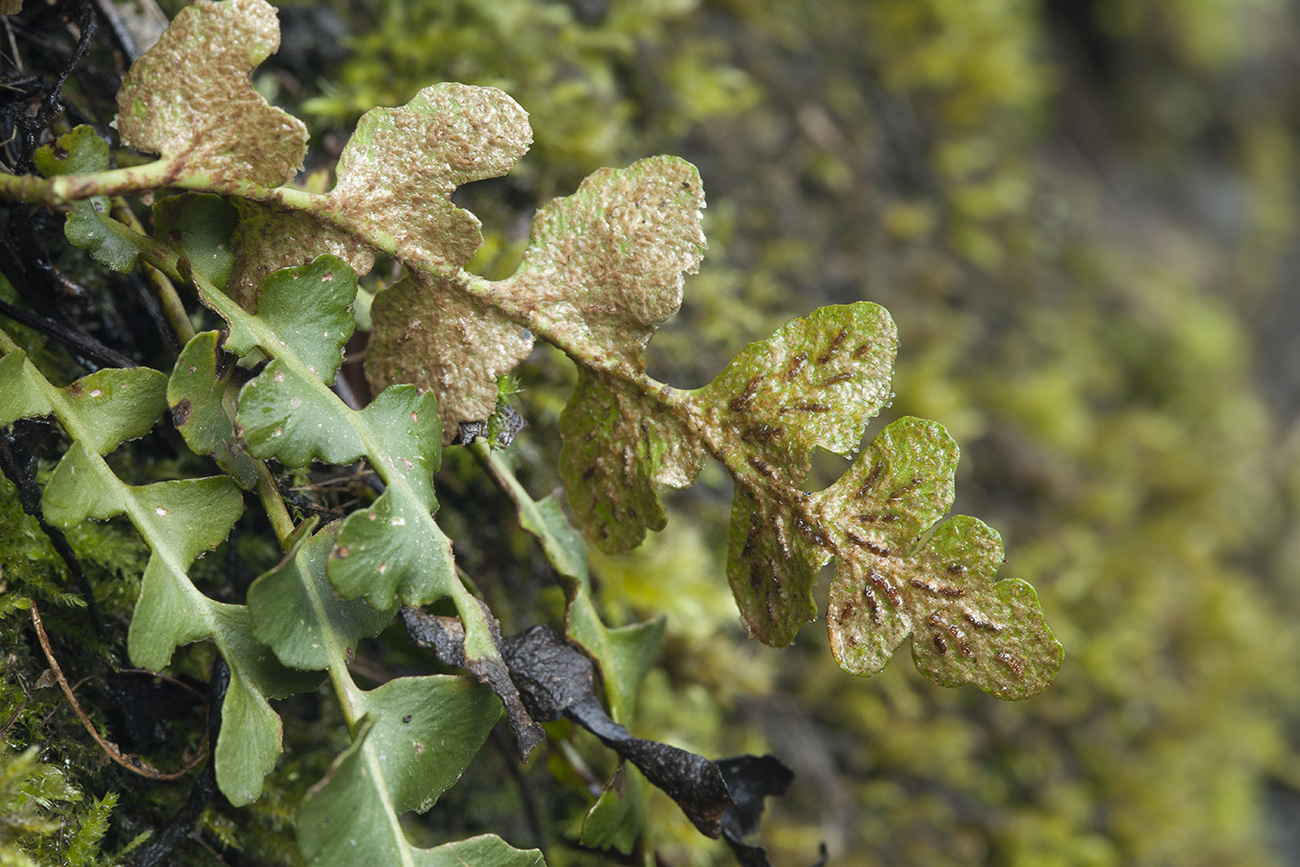 Image of Ceterach officinarum specimen.