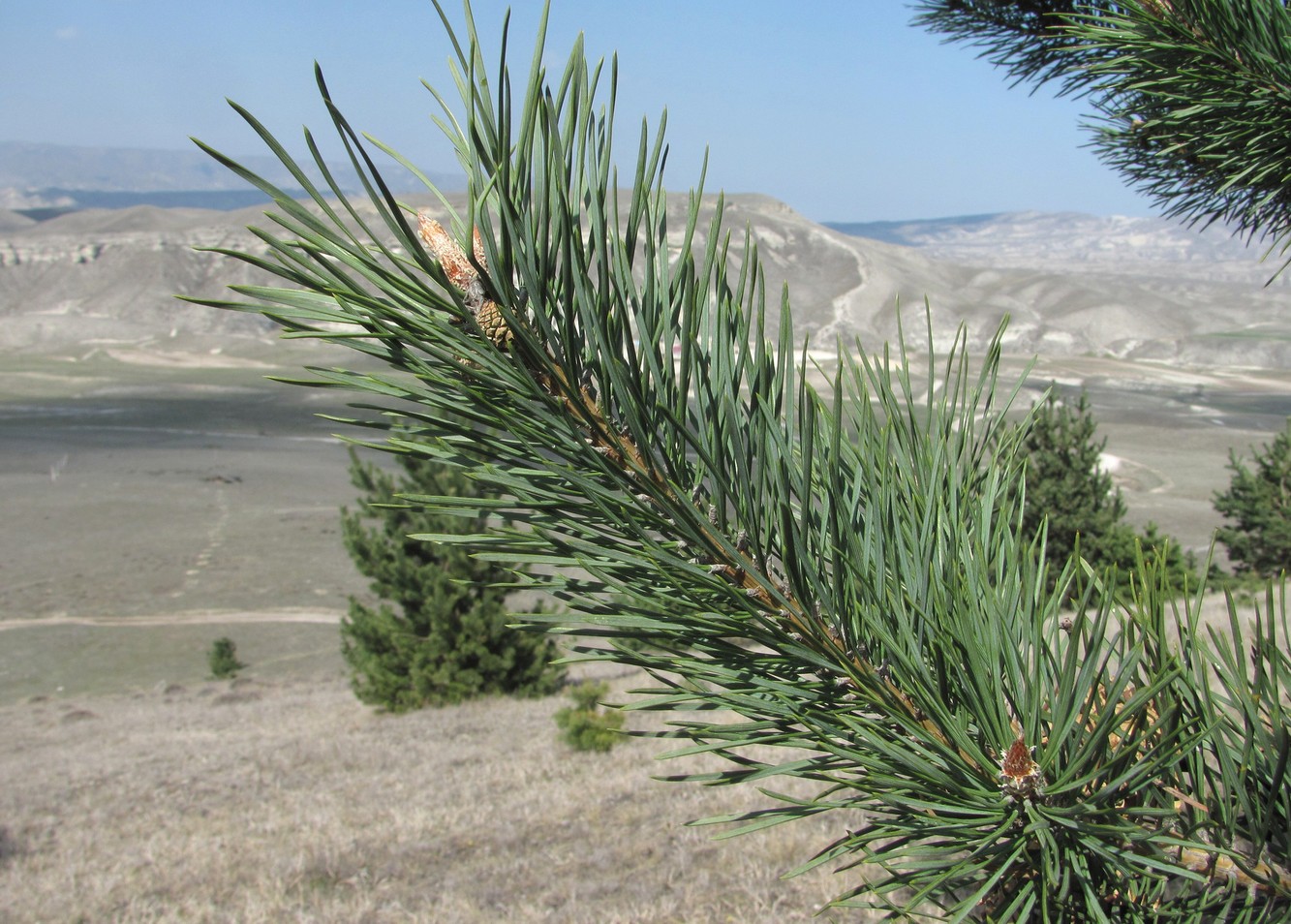 Изображение особи Pinus sylvestris ssp. hamata.