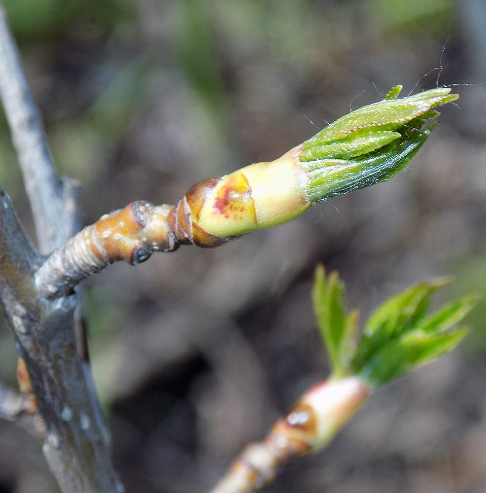 Image of Liquidambar styraciflua specimen.