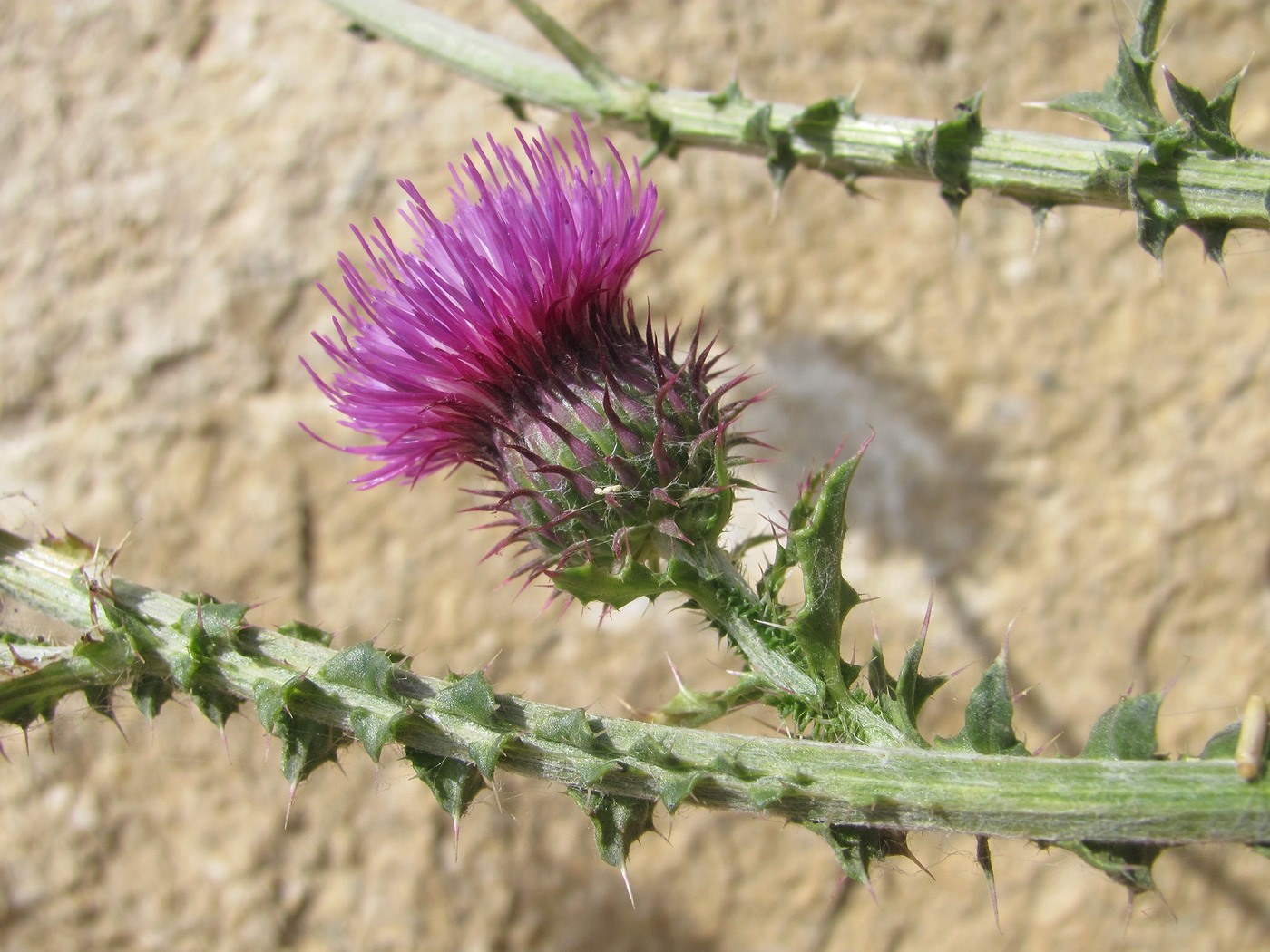 Image of genus Carduus specimen.