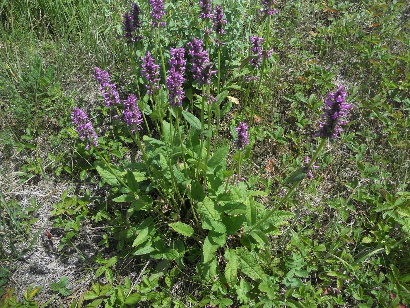 Image of Betonica officinalis specimen.