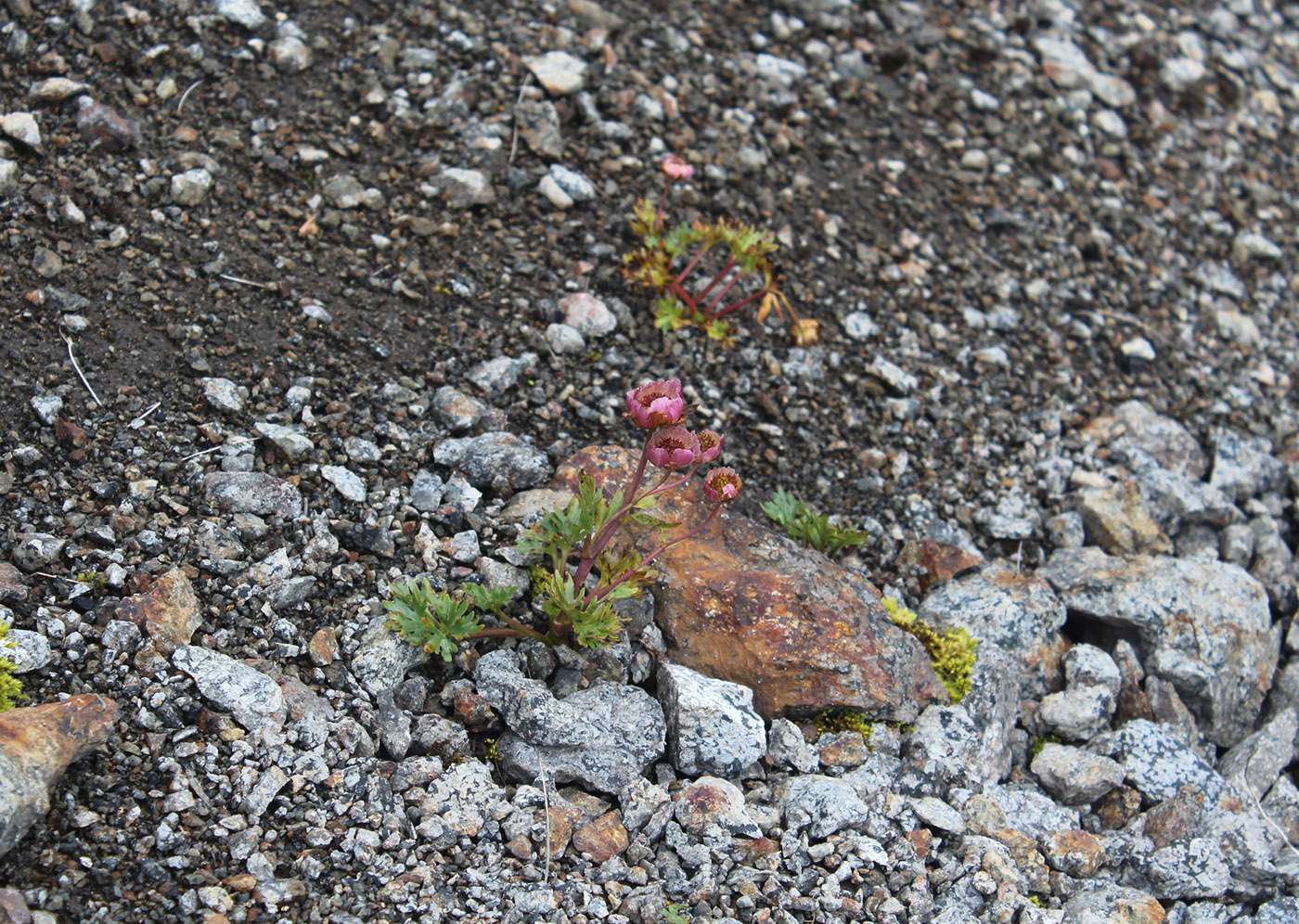 Image of Beckwithia glacialis specimen.