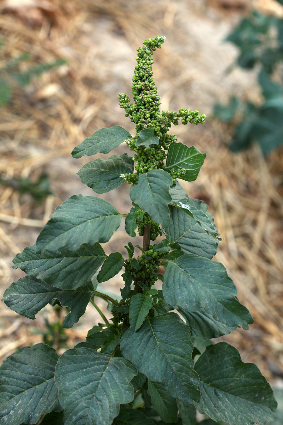 Image of Amaranthus blitum specimen.