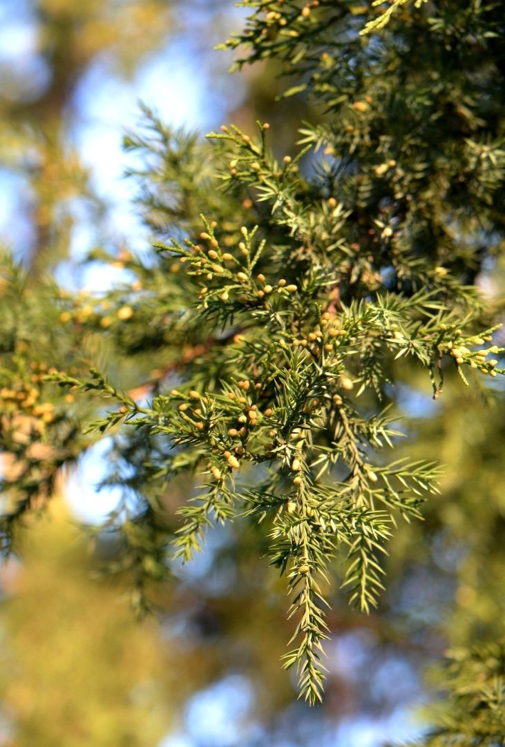 Изображение особи Juniperus chinensis.