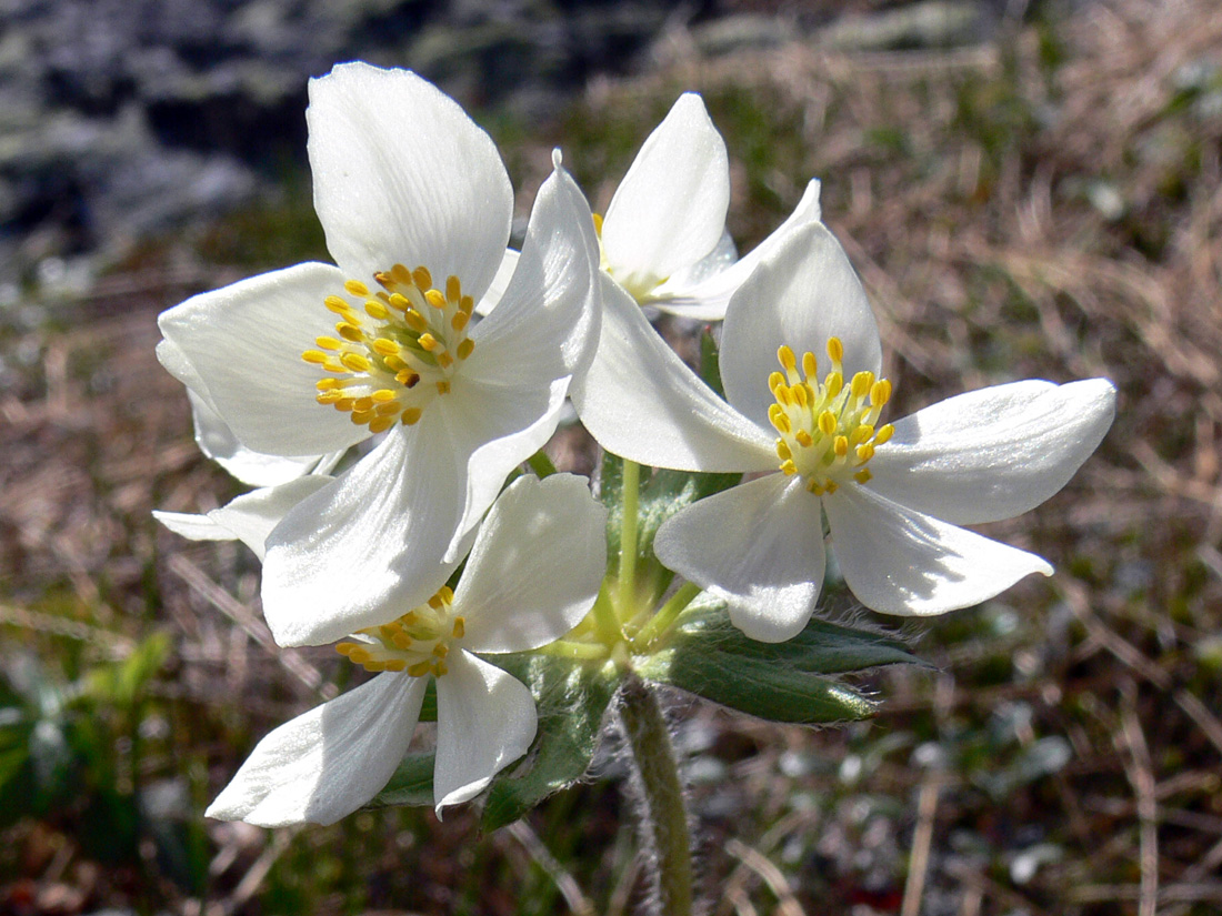 Image of Anemonastrum biarmiense specimen.