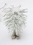 Pinus sylvestris. Молодое растение в снегу. Беларусь, г. Гродно, лесопарк Пышки. 24.12.2018.