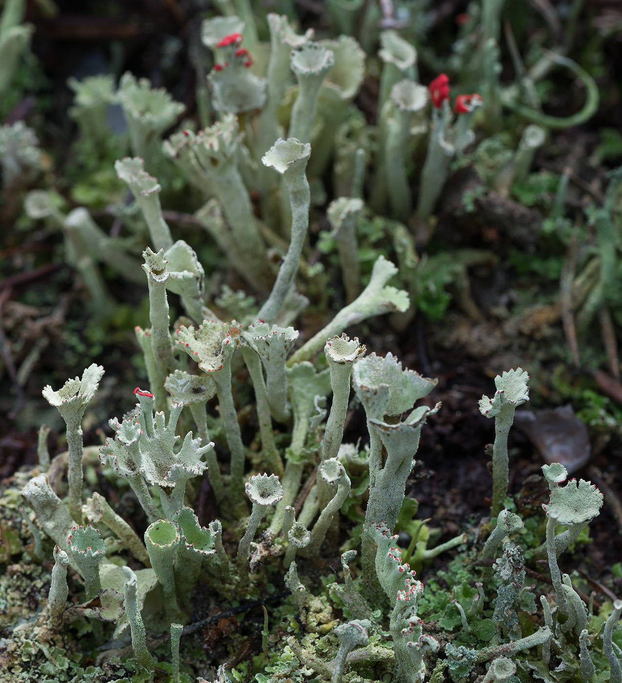 Image of Cladonia deformis specimen.