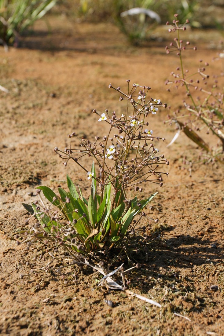 Image of Alisma gramineum specimen.