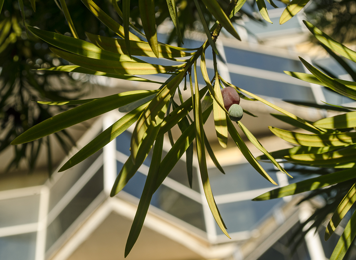 Image of genus Podocarpus specimen.