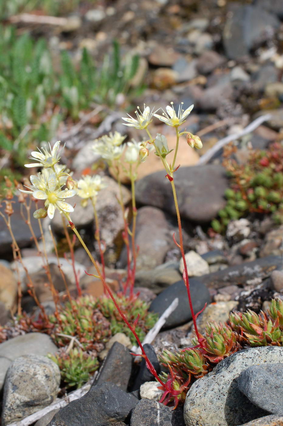 Изображение особи Saxifraga stelleriana.