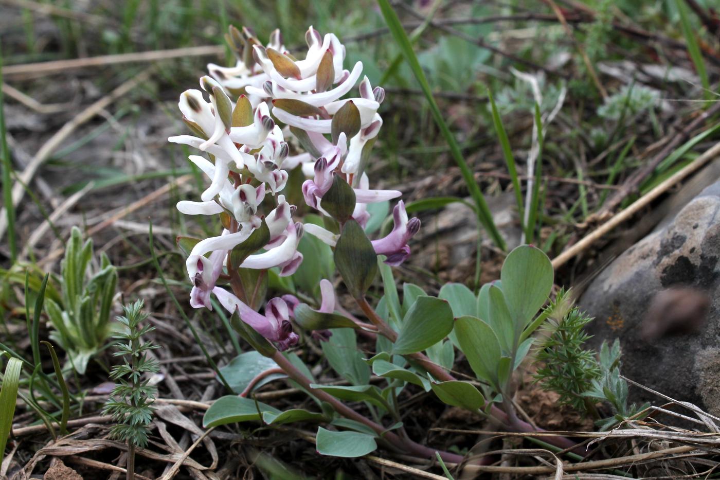 Image of Corydalis ledebouriana specimen.