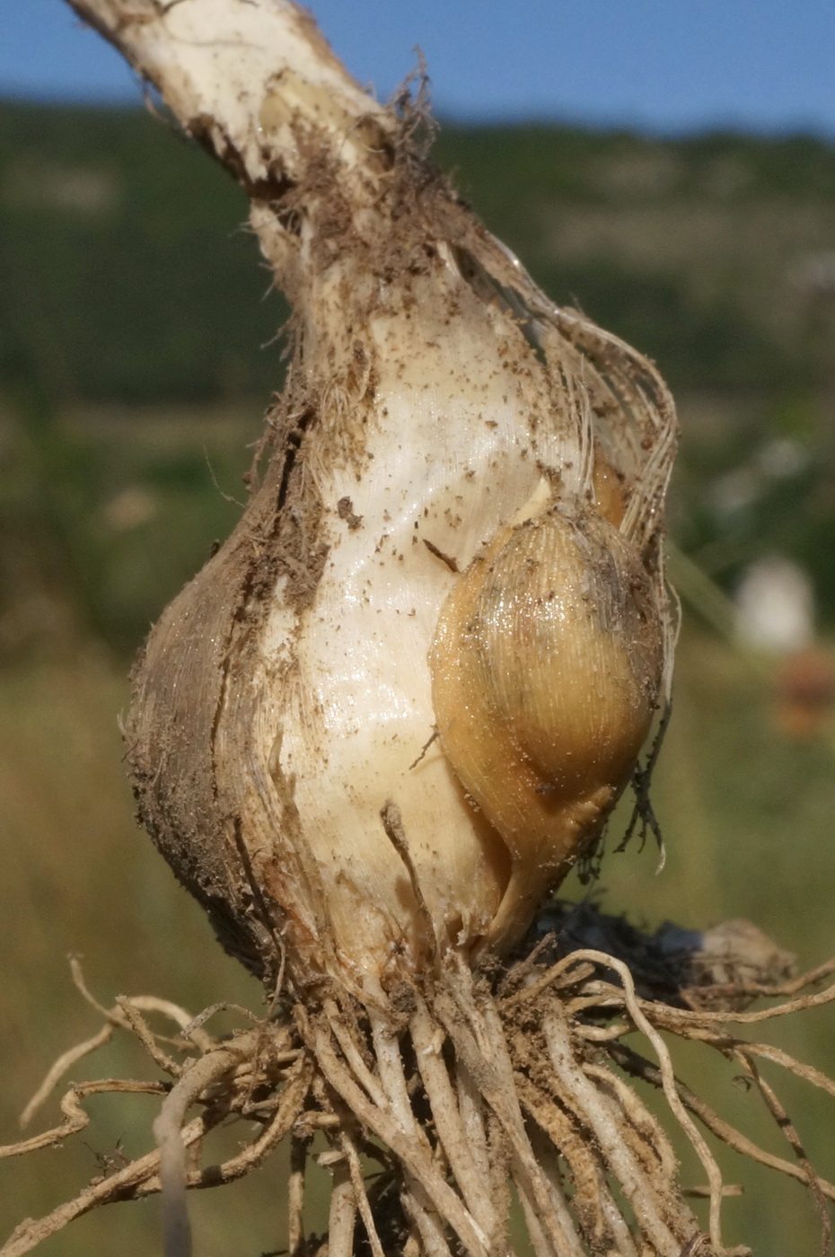 Image of Allium vineale specimen.