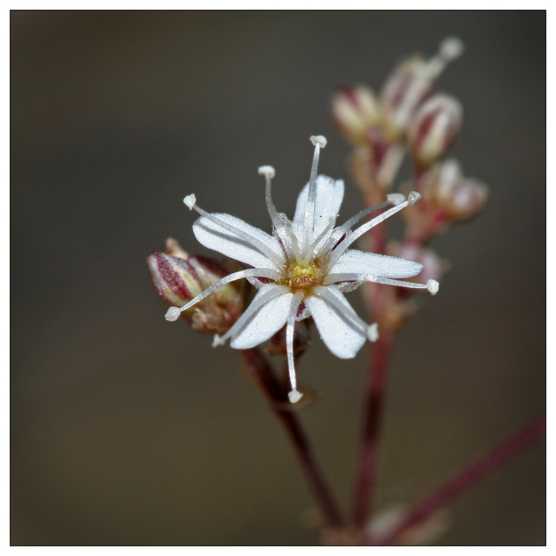 Image of Gypsophila altissima specimen.