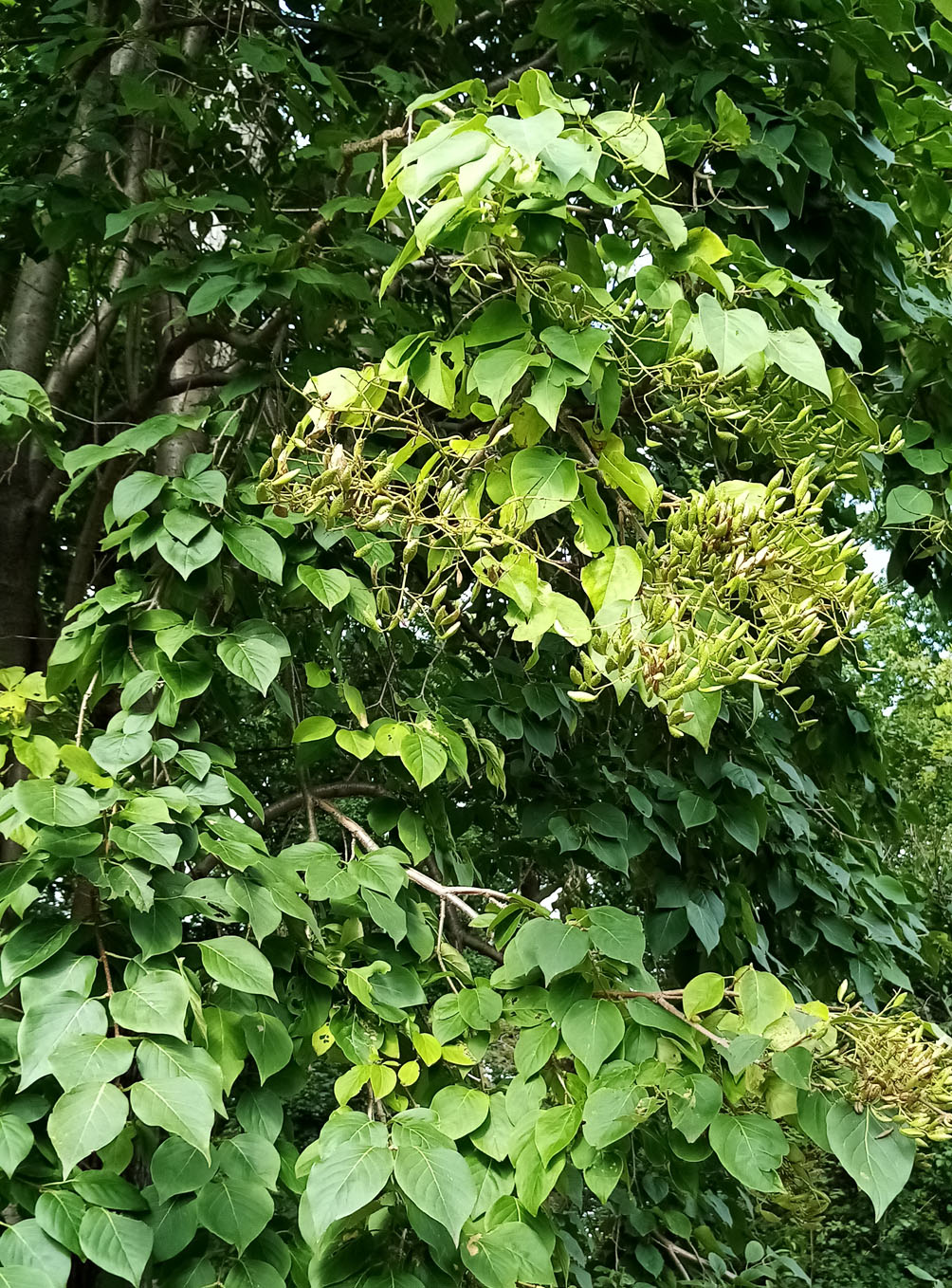 Image of Syringa amurensis specimen.