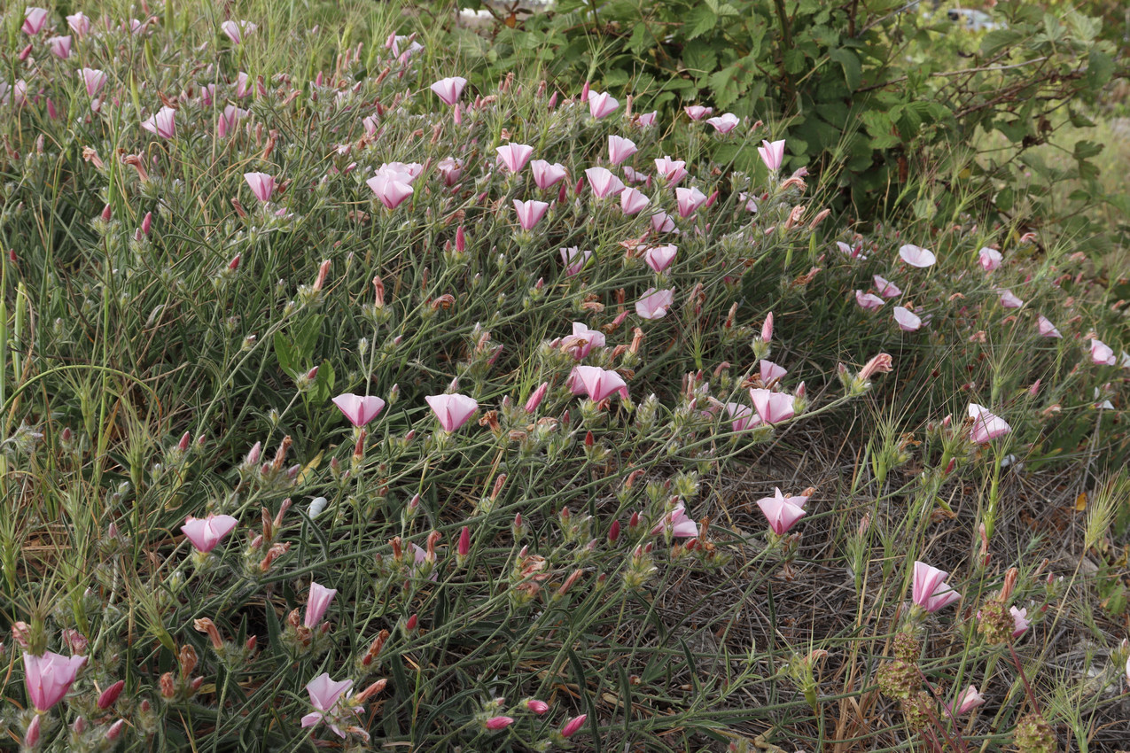 Изображение особи Convolvulus cantabrica.