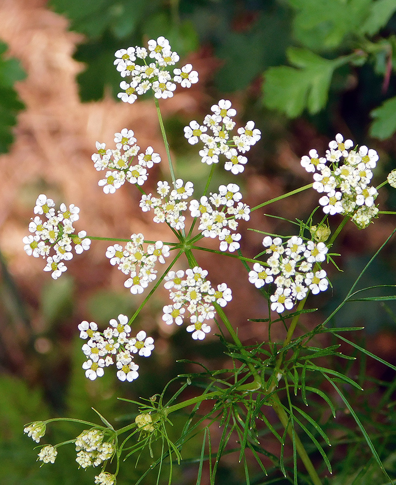 Изображение особи Chaerophyllum bulbosum.