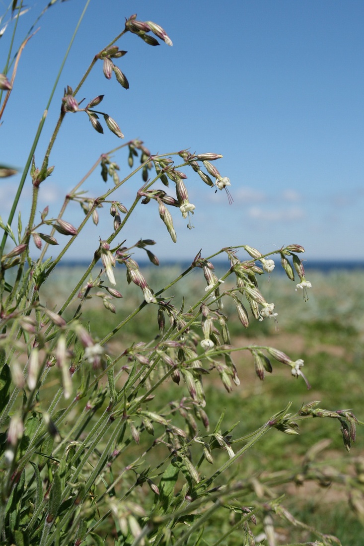 Image of Silene nutans specimen.