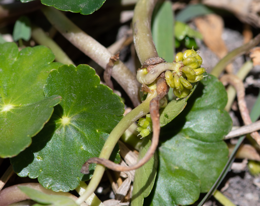 Image of Hydrocotyle ranunculoides specimen.