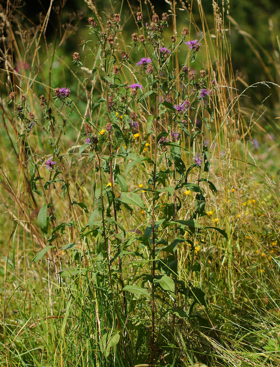 Изображение особи Centaurea phrygia.