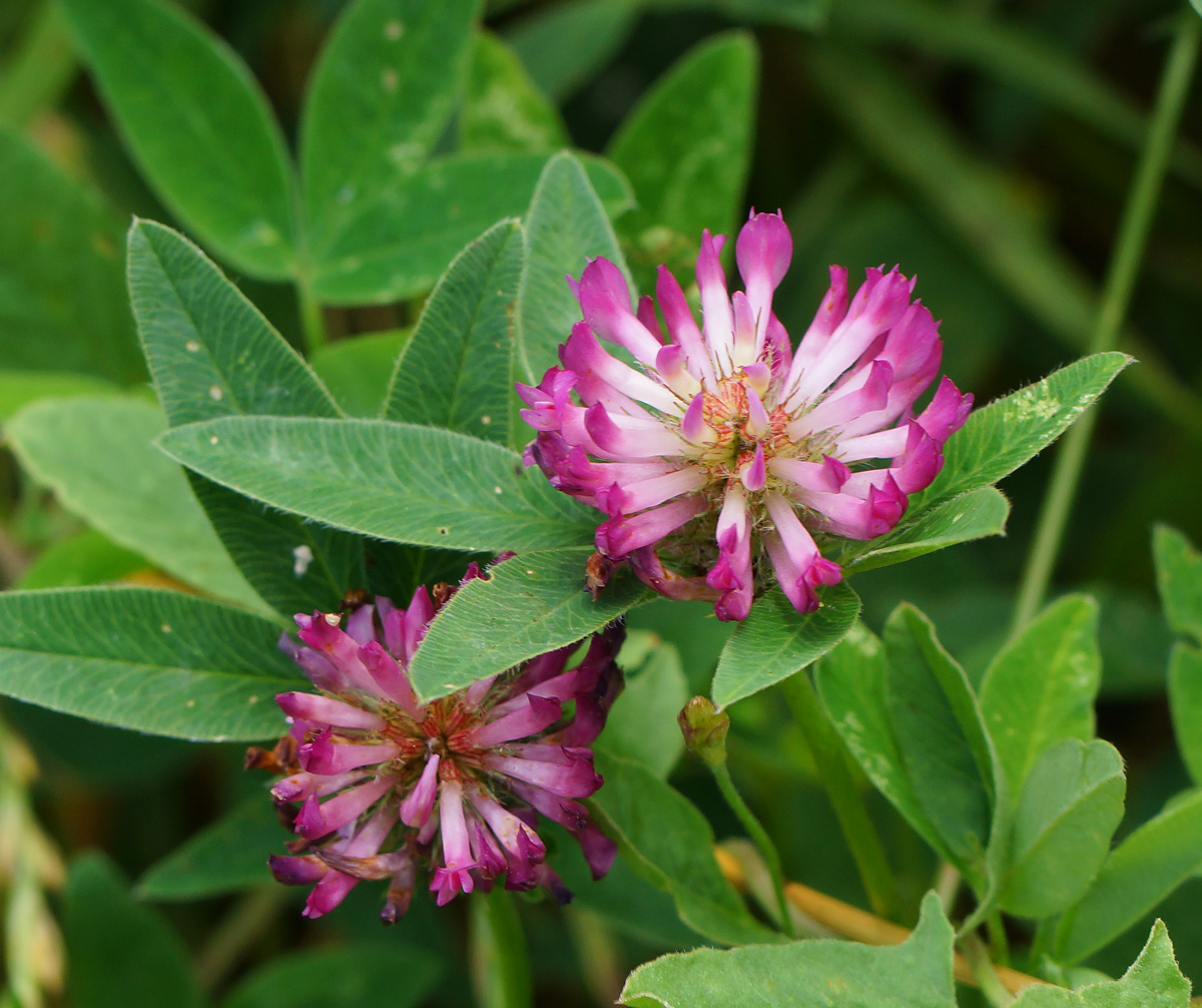 Image of Trifolium medium specimen.