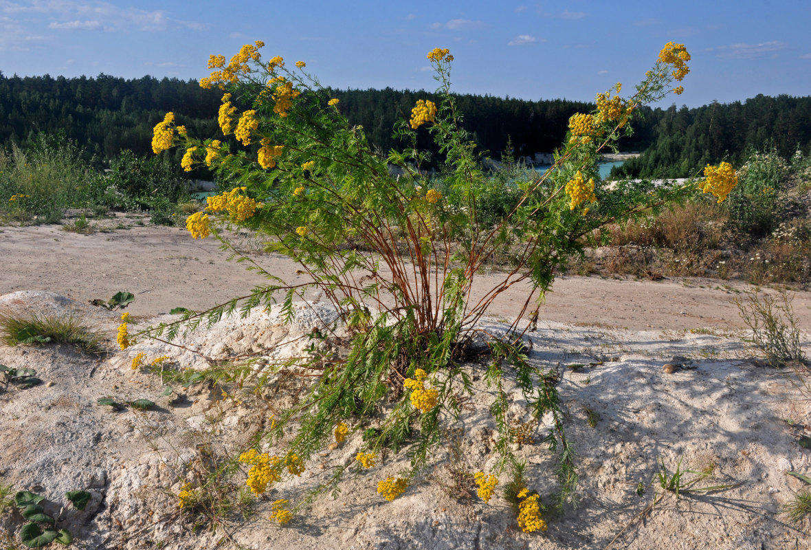 Изображение особи Tanacetum vulgare.