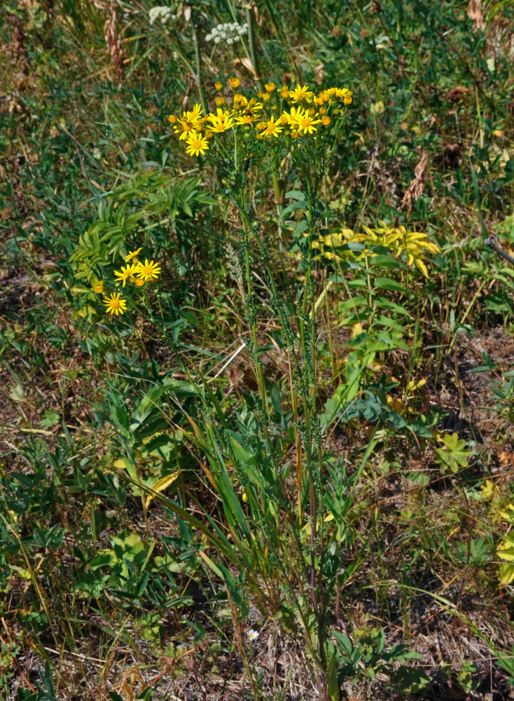 Изображение особи Senecio jacobaea.