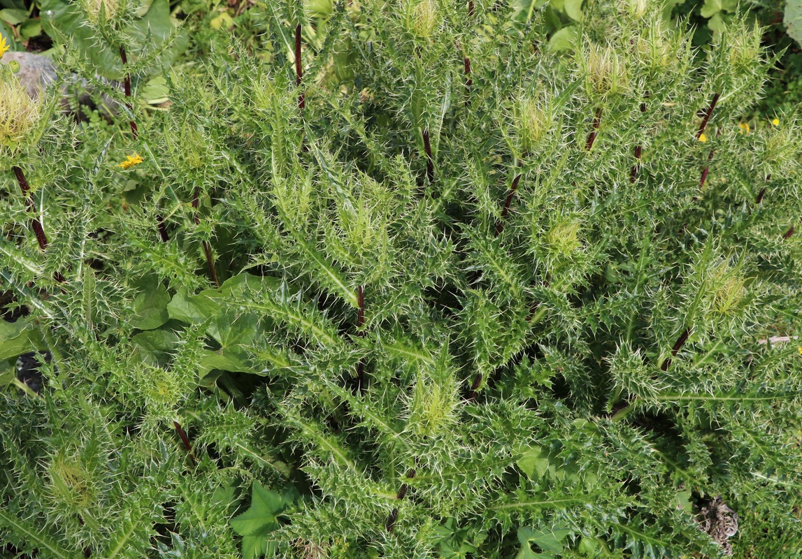 Image of Cirsium obvallatum specimen.