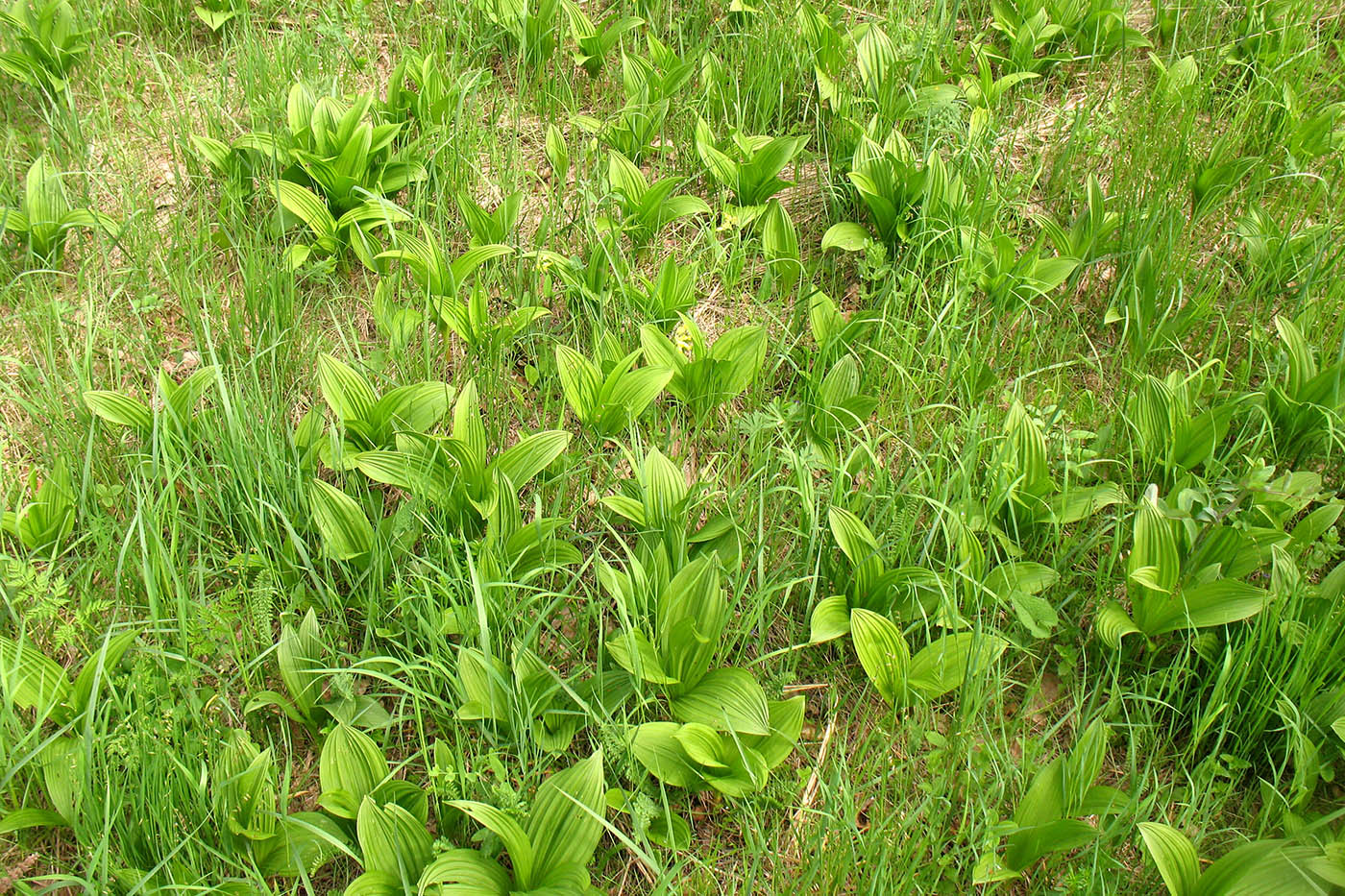 Image of Veratrum nigrum specimen.