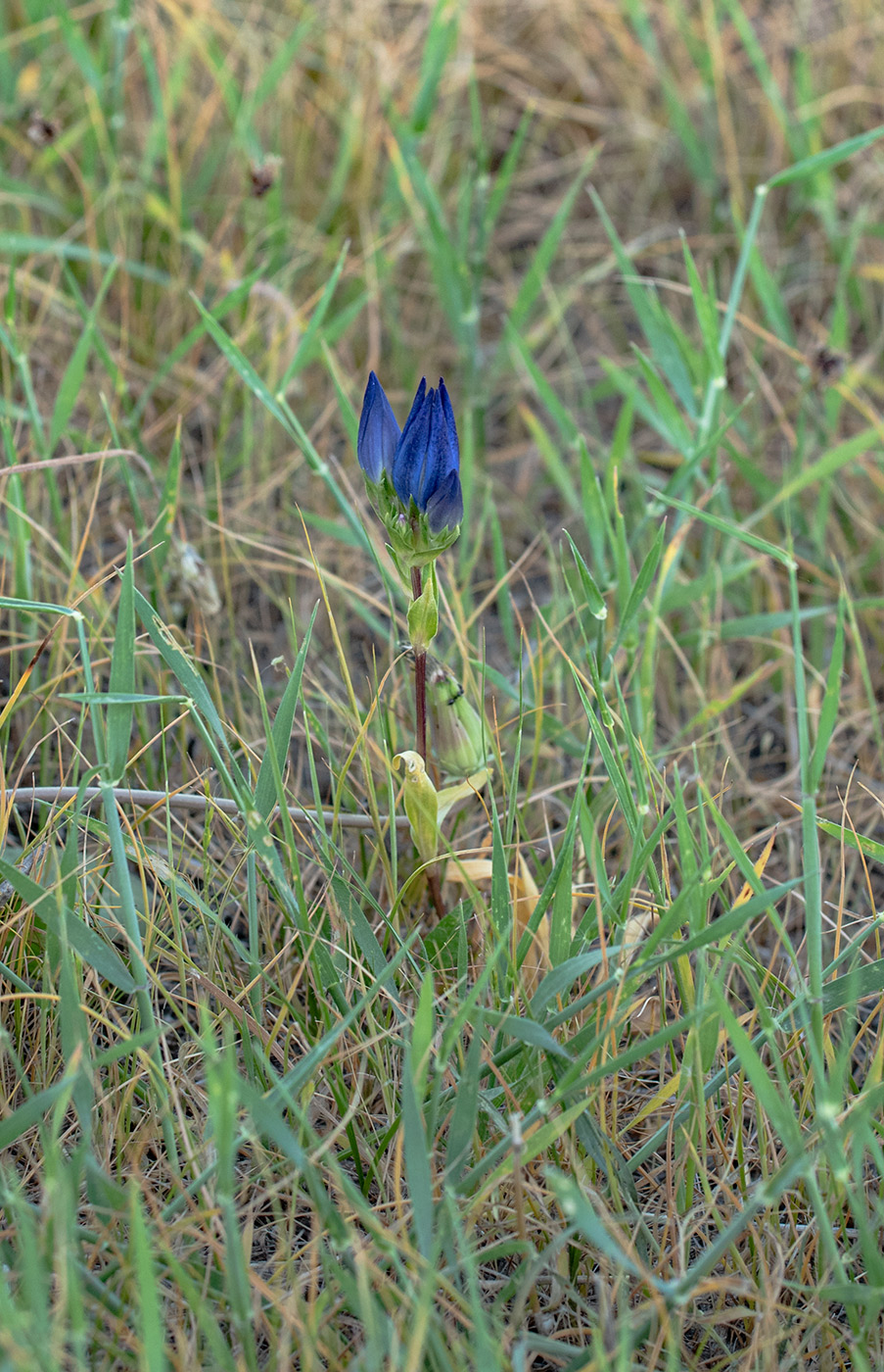 Изображение особи Gentiana olivieri.