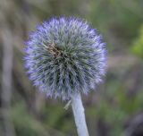 Echinops ruthenicus. Соцветие в начале цветения. Пермский край, Кунгурский р-н, окр. с. Плехановское, окр. ур. Мысы, разнотравный луг. 19.06.2021.