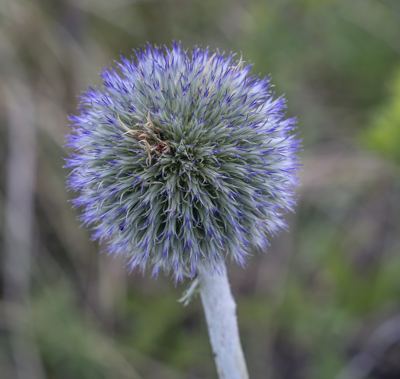 Image of Echinops ruthenicus specimen.