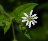 Myosoton aquaticum. Цветок. Московская обл., Раменский р-н, окр. дер. Хрипань, просека под ЛЭП. 04.09.2010.