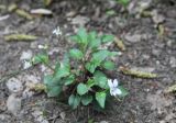 Viola sieheana