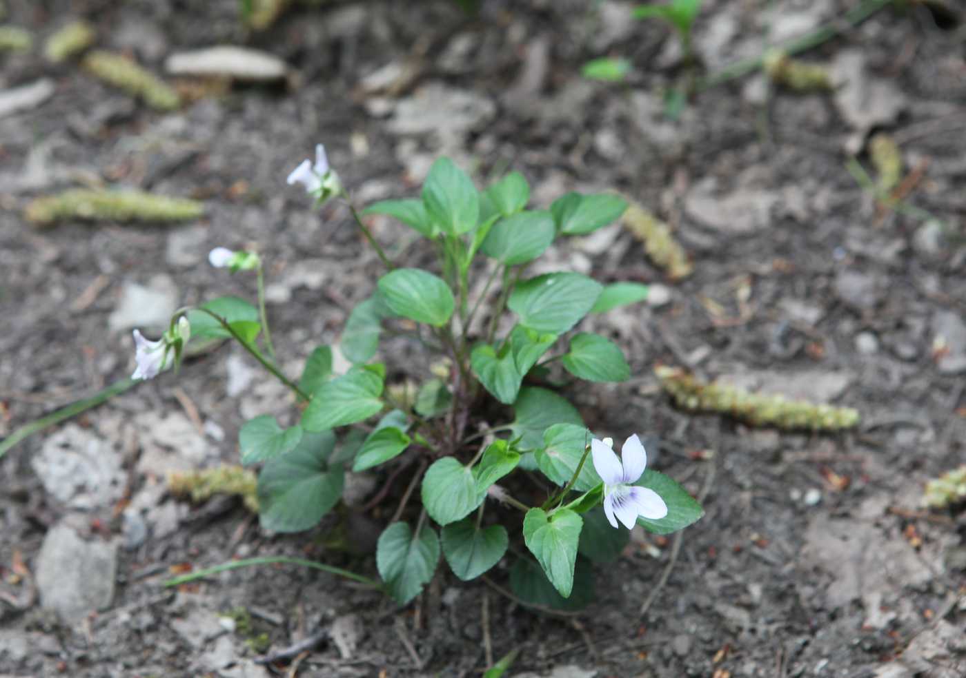 Изображение особи Viola sieheana.