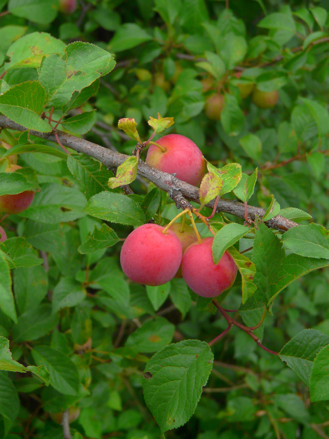 Image of Prunus cerasifera specimen.