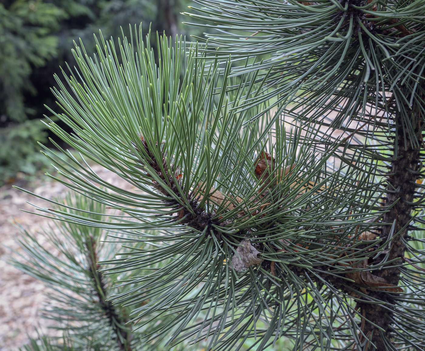 Image of Pinus leucodermis specimen.