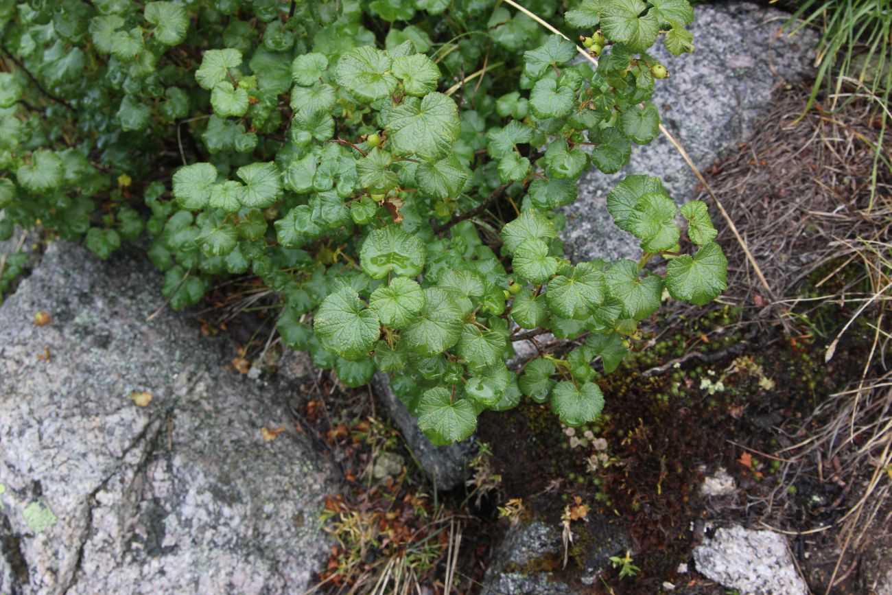 Image of Ribes graveolens specimen.