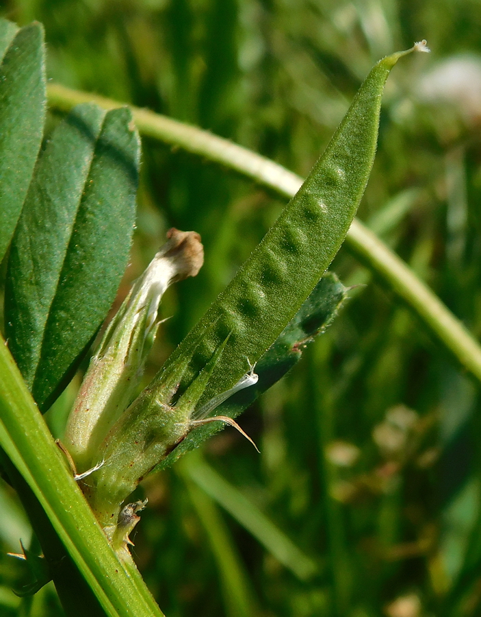 Image of Vicia angustifolia specimen.