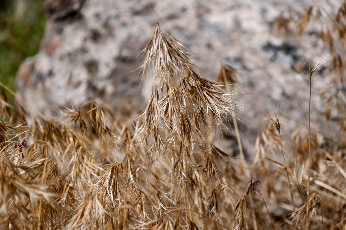 Image of Anisantha tectorum specimen.