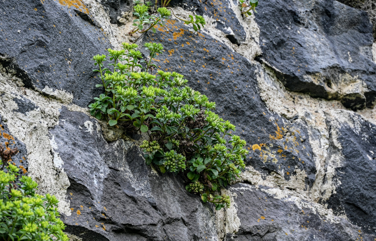 Изображение особи Sedum oppositifolium.