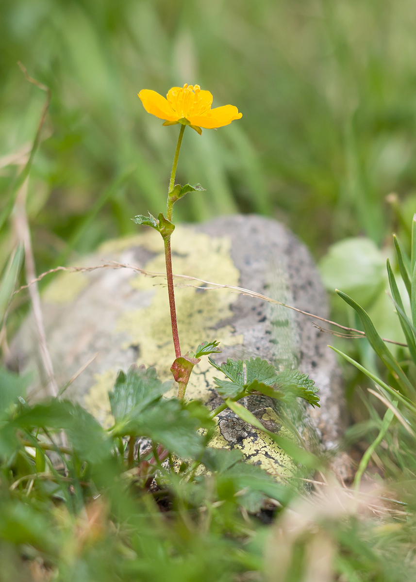 Image of Potentilla ruprechtii specimen.