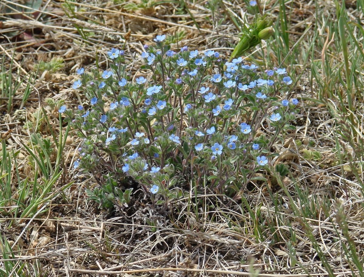 Изображение особи Amblynotus rupestris.