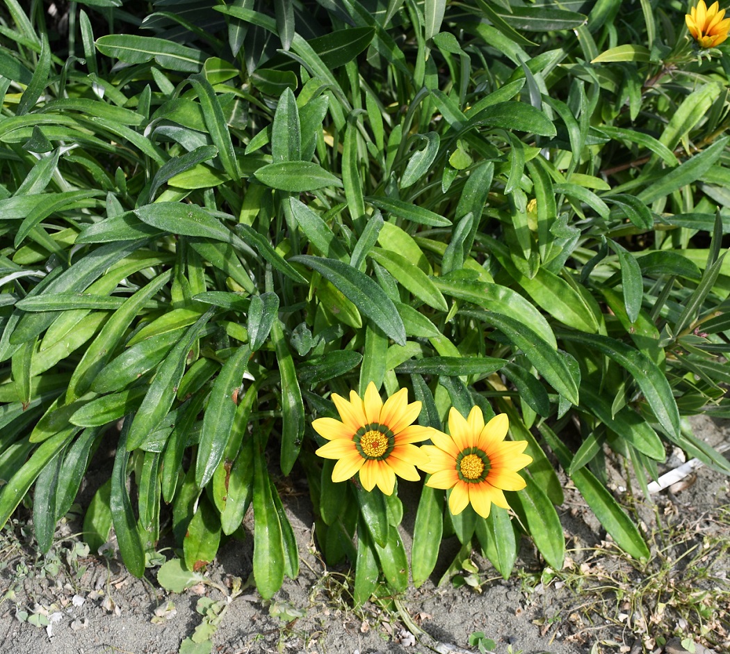 Изображение особи Gazania rigens.