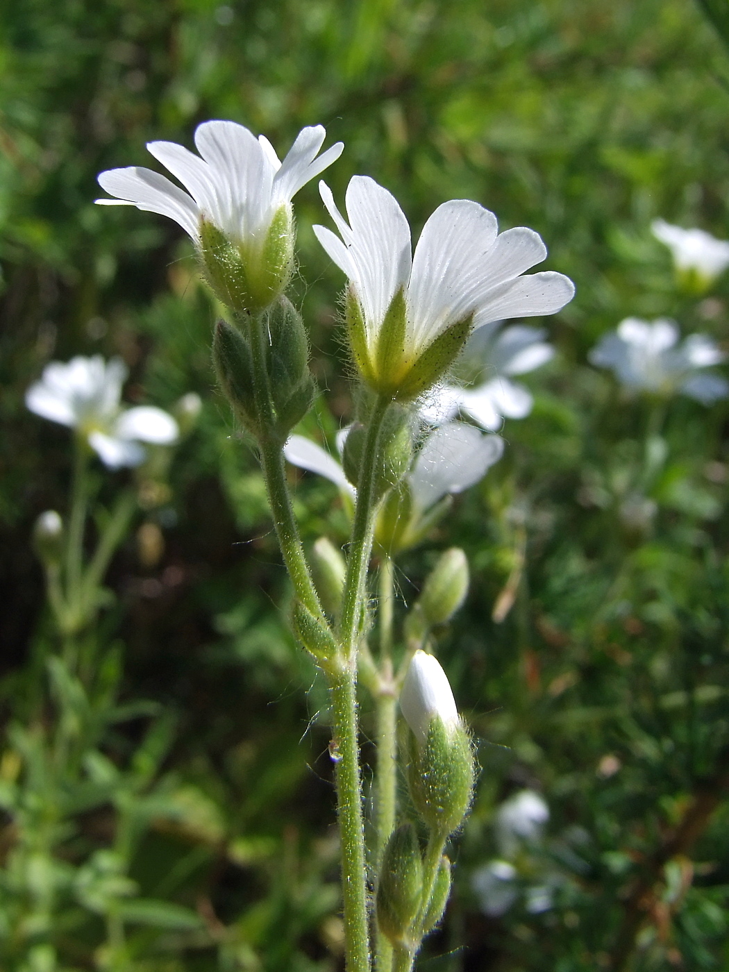 Image of Cerastium arvense specimen.