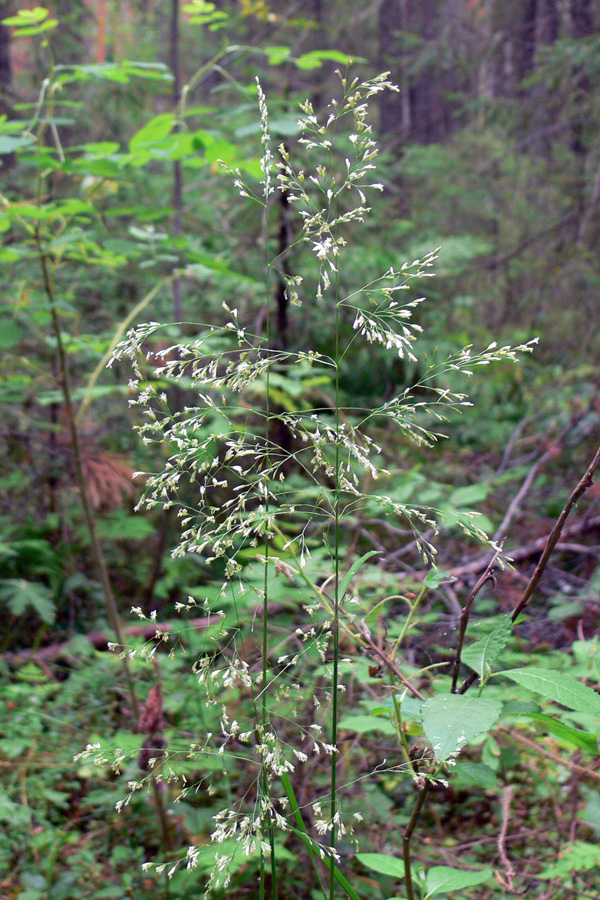 Изображение особи Deschampsia cespitosa.