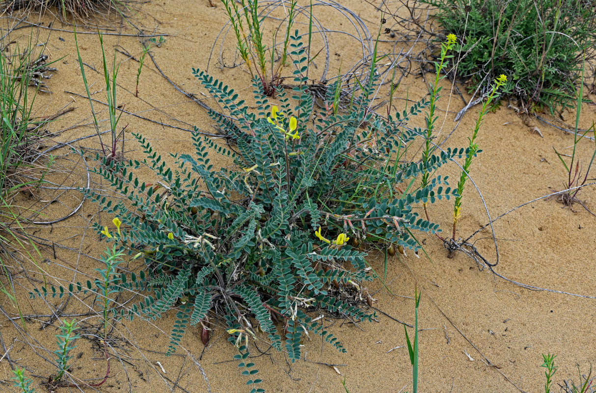 Image of Astragalus longipetalus specimen.