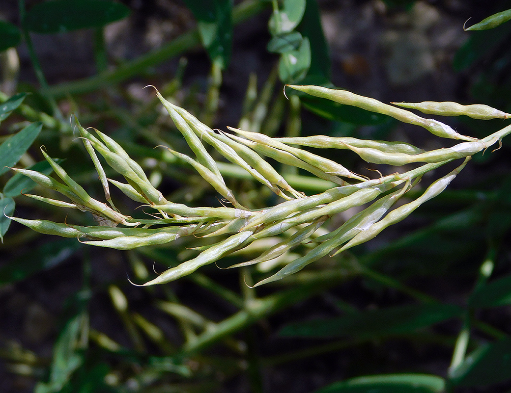 Image of Galega officinalis specimen.