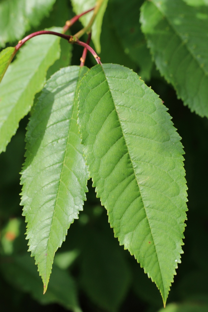 Image of Cerasus avium specimen.